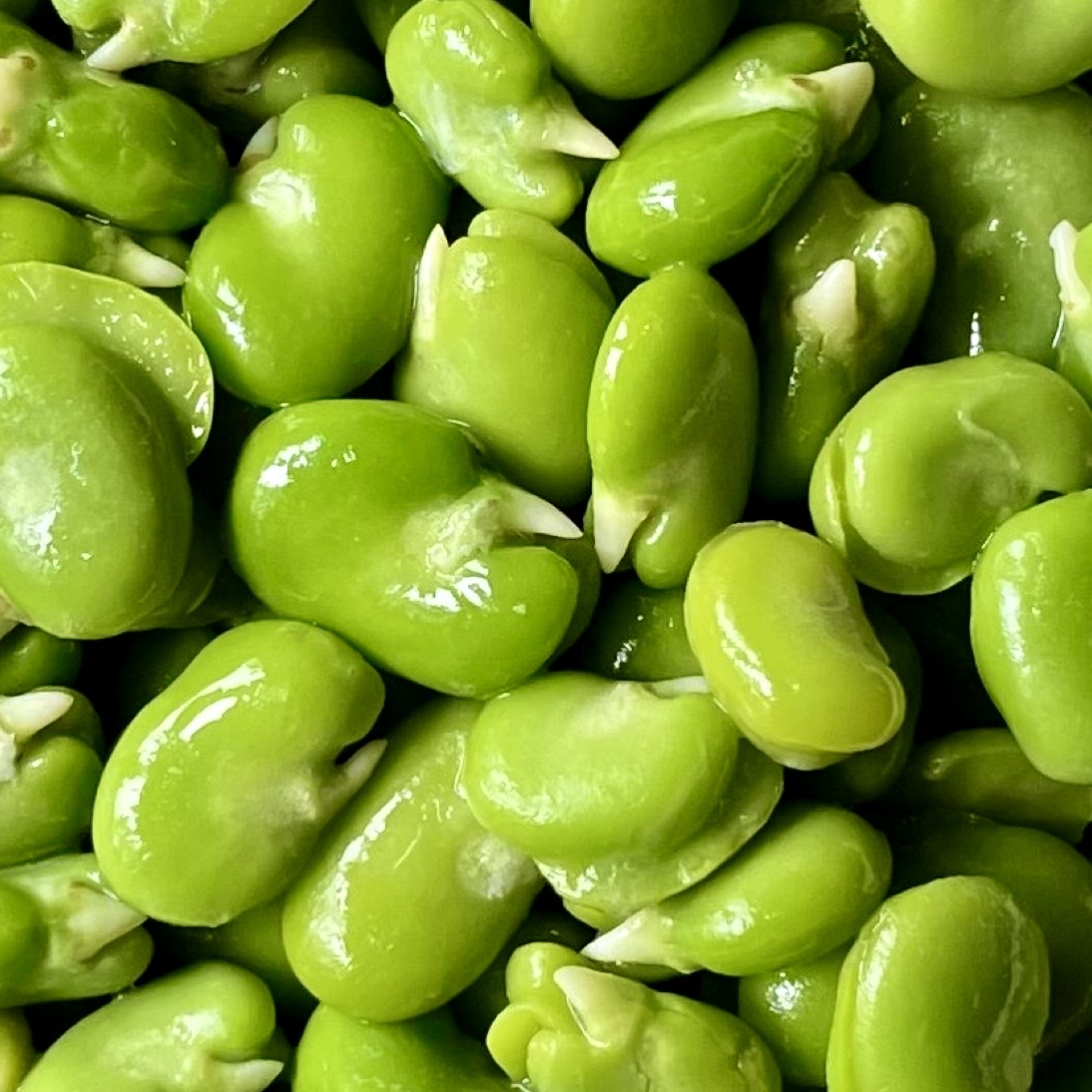 باقالی سبز