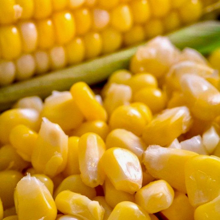 ذرت مکزیکی نعنا آبی ۴۰۰ گرمی